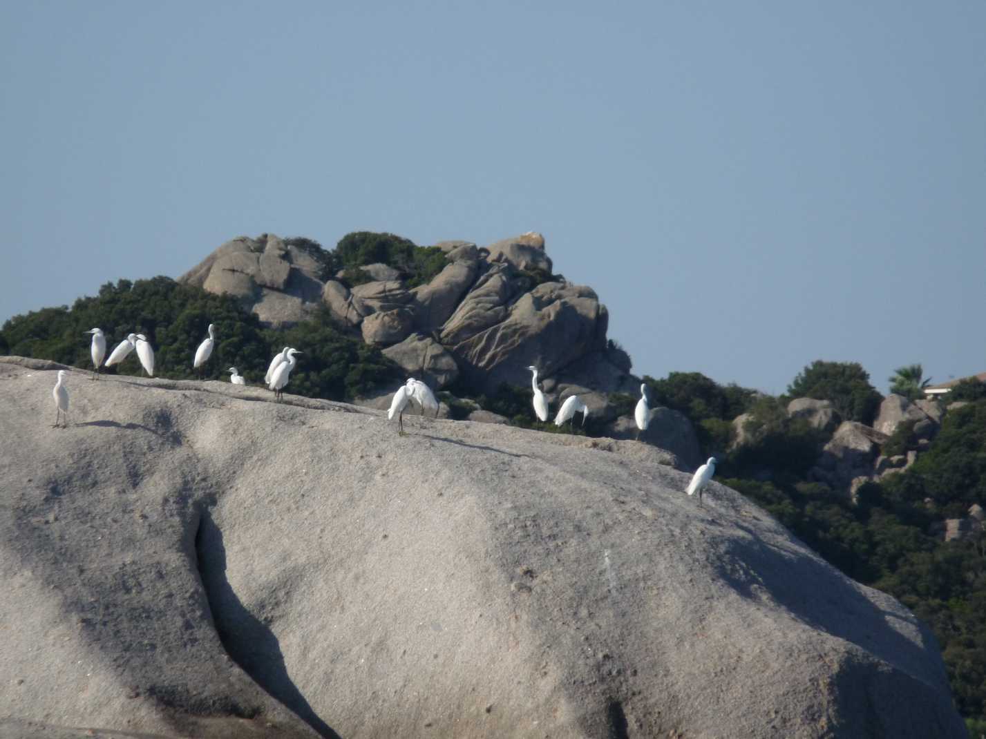 Gruppo di aironi